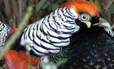 Bird Watching Tour in Nepal